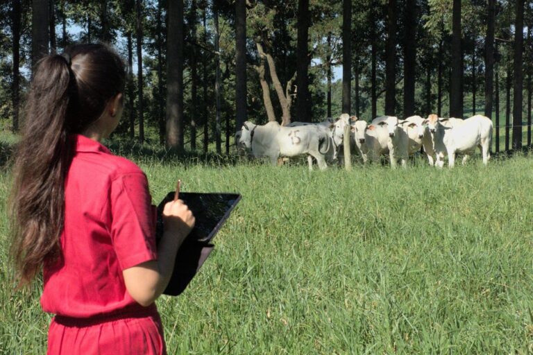 Sistema silvipastoril: pesquisa aponta que árvores em pastagem trazem benefícios de bem-estar para gado de corte