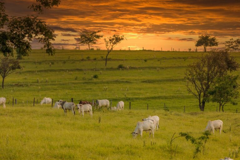 Aluguel e arrendamento de pasto: um guia completo para os produtores rurais