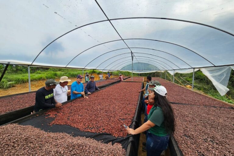 Desafios no cacau: produtores cobram políticas de apoio e incentivo 