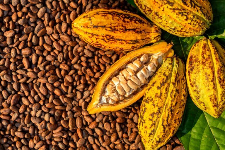 Apex sugere na África formação de grupo com maiores produtores de cacau do mundo