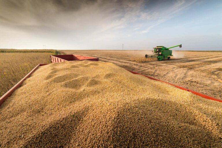 SP deve colher 4,62 milhões de t de soja em 2023/24, prevê IEA