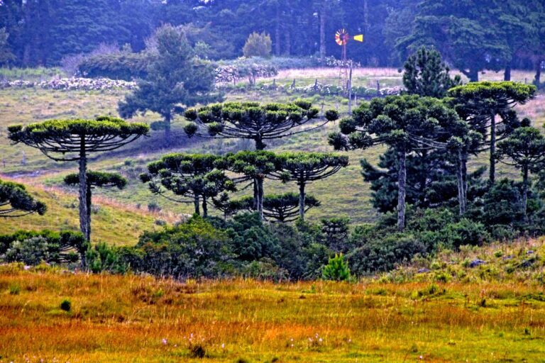 Utilização de campos de altitude para atividades agropecuárias é aprovada em comissão da Câmara dos Deputados
