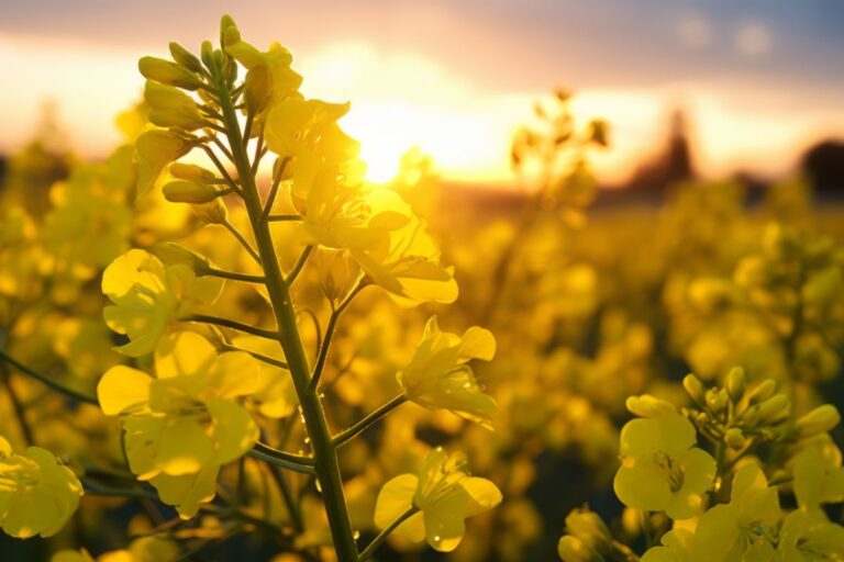 3tentos inicia fomento à canola no RS para produção de biodiesel