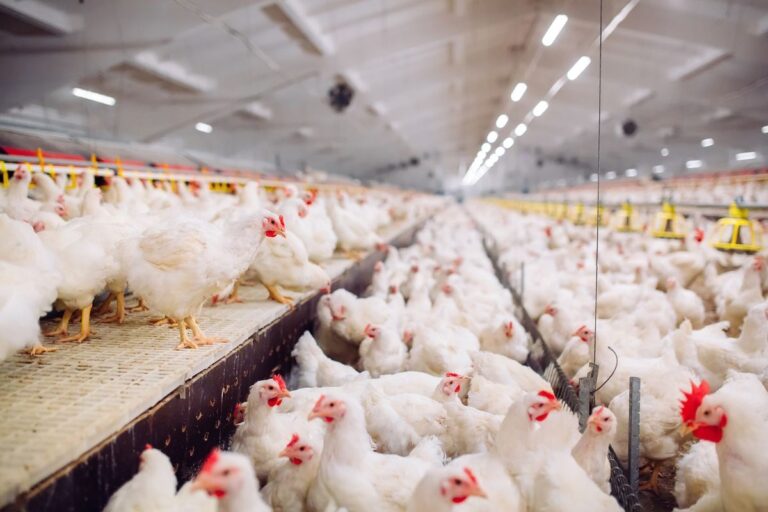 Apesar do recorde nas exportações de carne de frango em fevereiro, resultado poderia ser melhor, aponta ABPA