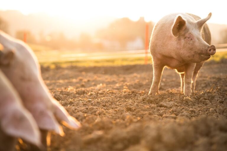 Carne suína: vendas internacionais acumulam alta de 17,6% em 2024