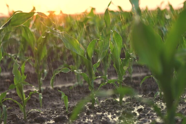 Calor deve persistir até o meio da semana; produtores do Paraná relatam perdas de produtividade no milho