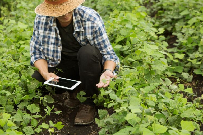 Inteligência e dados no Agro: uma fratura exposta para as estratégias de desenvolvimento