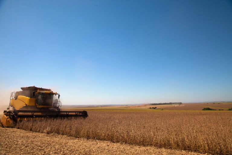 Colheita de soja 2023/24 atinge 98,1% da área no País, diz Conab