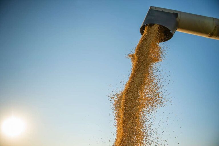 Colheita da soja atinge 36,4% da área no Brasil, afirma Conab