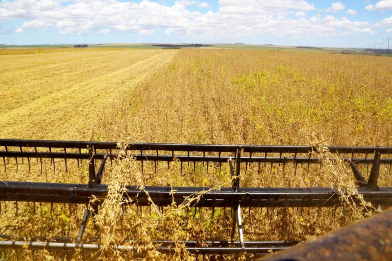 Colheita da soja atinge 80% no Paraná; plantio do milho safrinha está praticamente finalizado