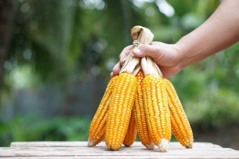 Na Argentina, Bolsa de Cereais reduz produção de milho para 54 milhões de t