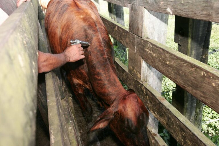 Ministério da Agricultura suspenderá vacinação contra febre aftosa no Amazonas e no Piauí, após última etapa em abril