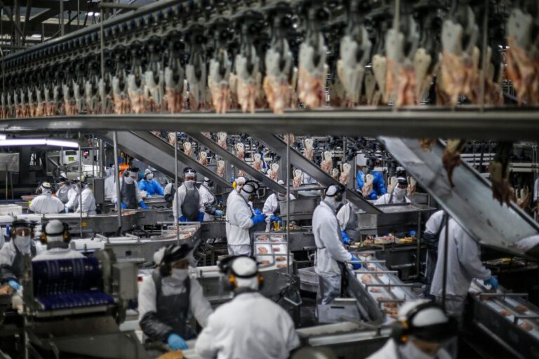 Paraná produz 34,3% dos frangos do Brasil e bate recorde em 2023
