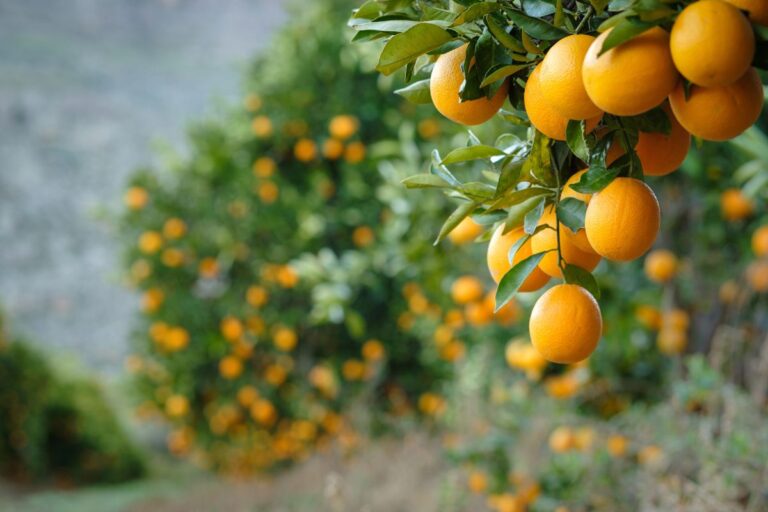  Laranja atinge novos recordes em setembro