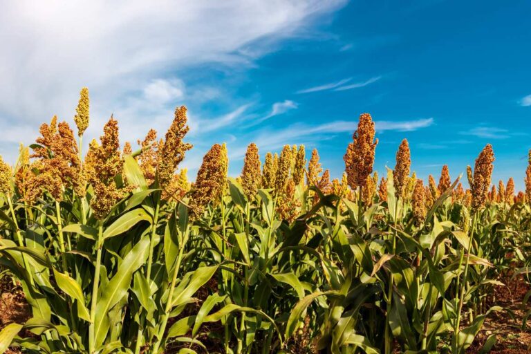 Sorgo triplica produção em 5 safras e avança no País