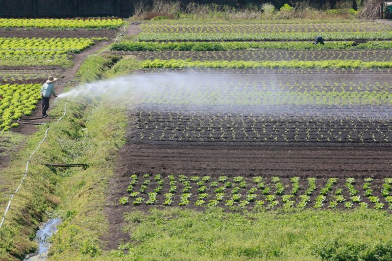 Governo quer conter volume de recursos do Proagro em 2025