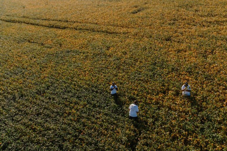 Agroconsult revisa safra de soja 23/24 para 156,2 milhões de toneladas 