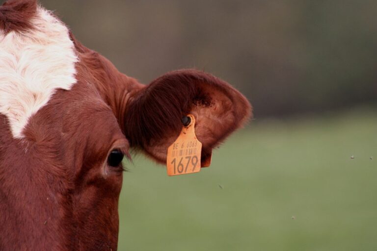 Governo recebe proposta de política pública individual de rastreabilidade bovina