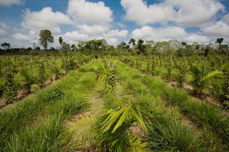 Taxonomia Sustentável: o que é e como ela pode impactar o Agro no Brasil