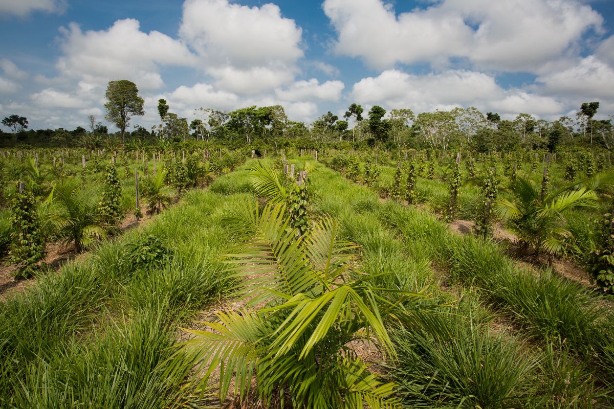 Taxonomia irá tratar de práticas sustentáveis também na agricultura. Foto: Adobe Stock