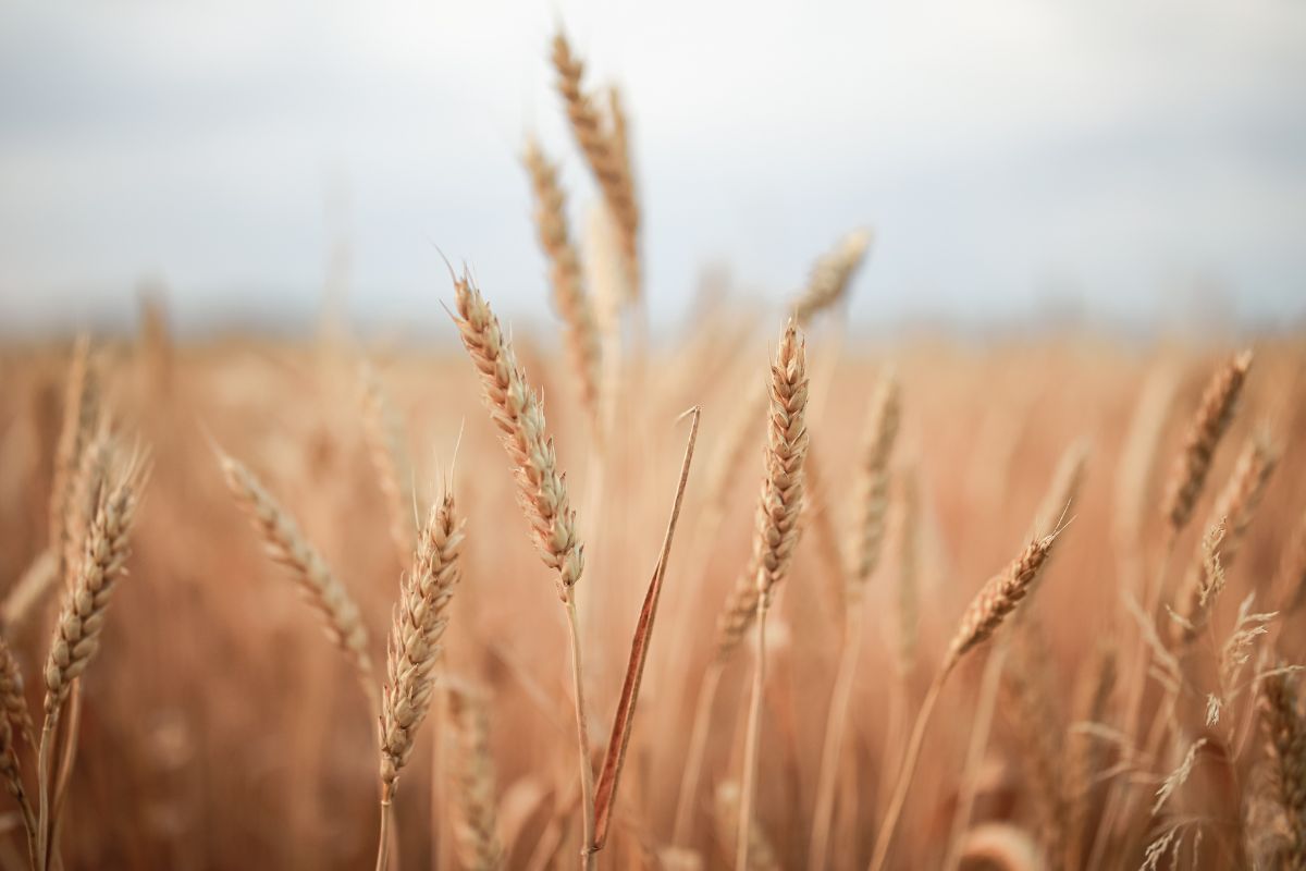 Foto: Adobe Stock