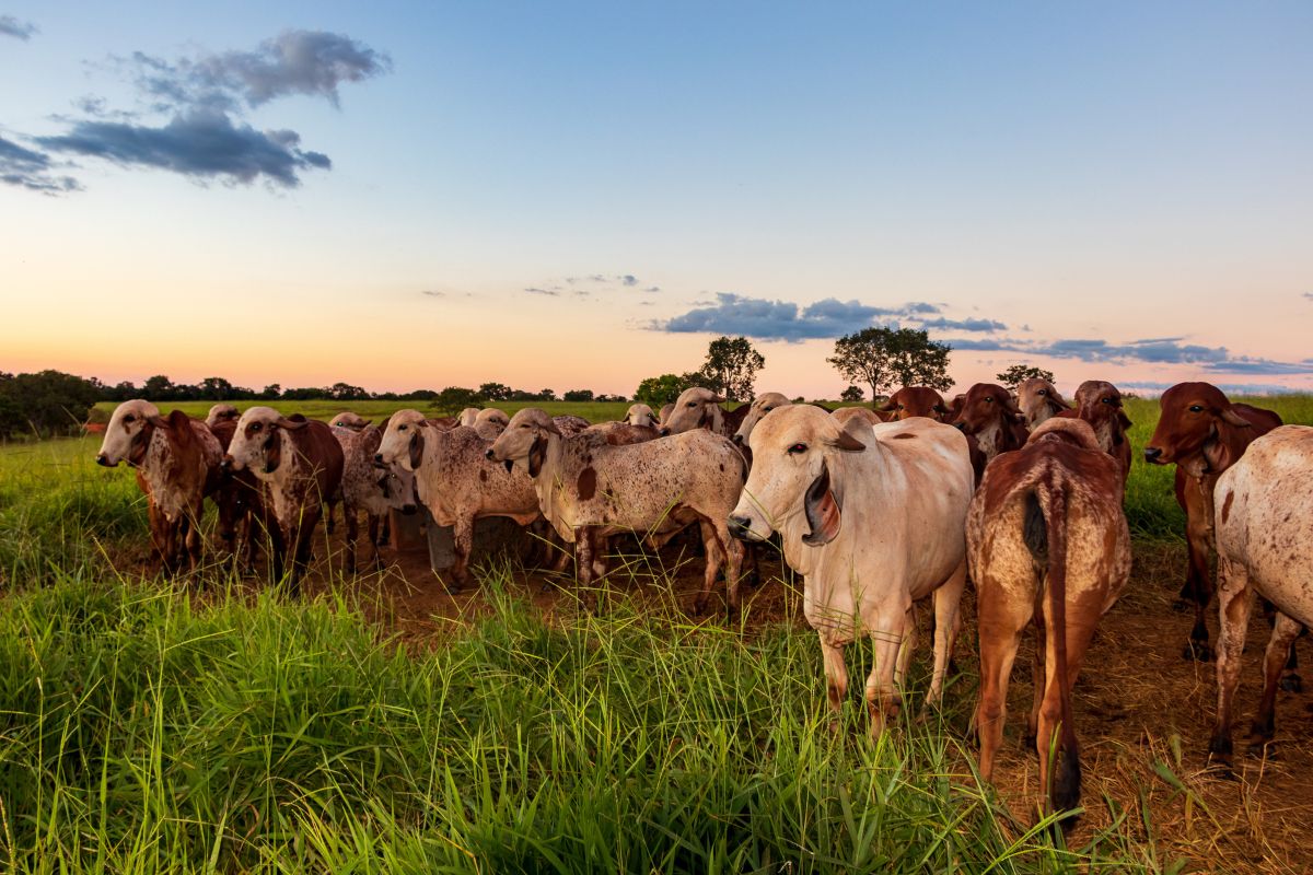 Foto: Adobe Stock