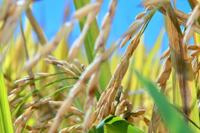 RS colheu 66,9% da área semeada com arroz na safra 2023/24, diz Irga