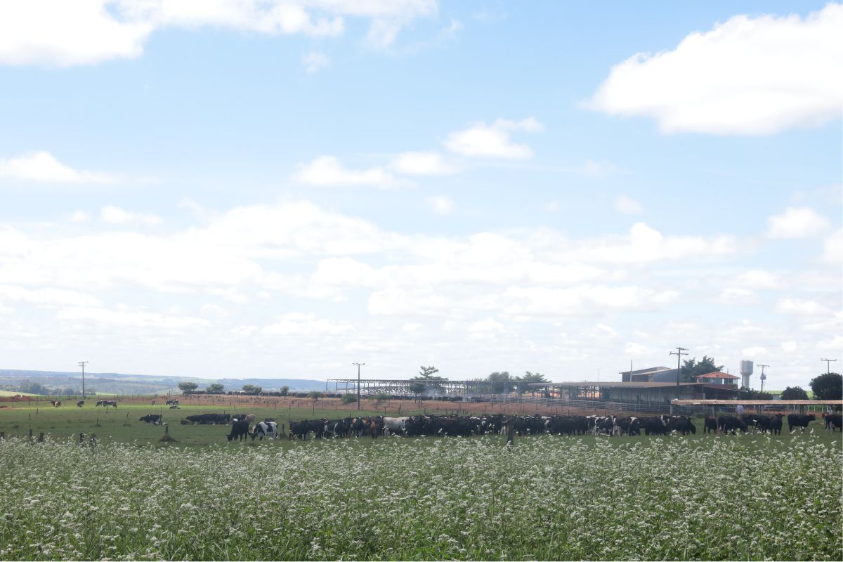 Fazenda Kiwi ordenha mais 1.600 vacas por dia e adota sistema baseado na Nova Zelândia. Foto: Nestlé/Divulgação
