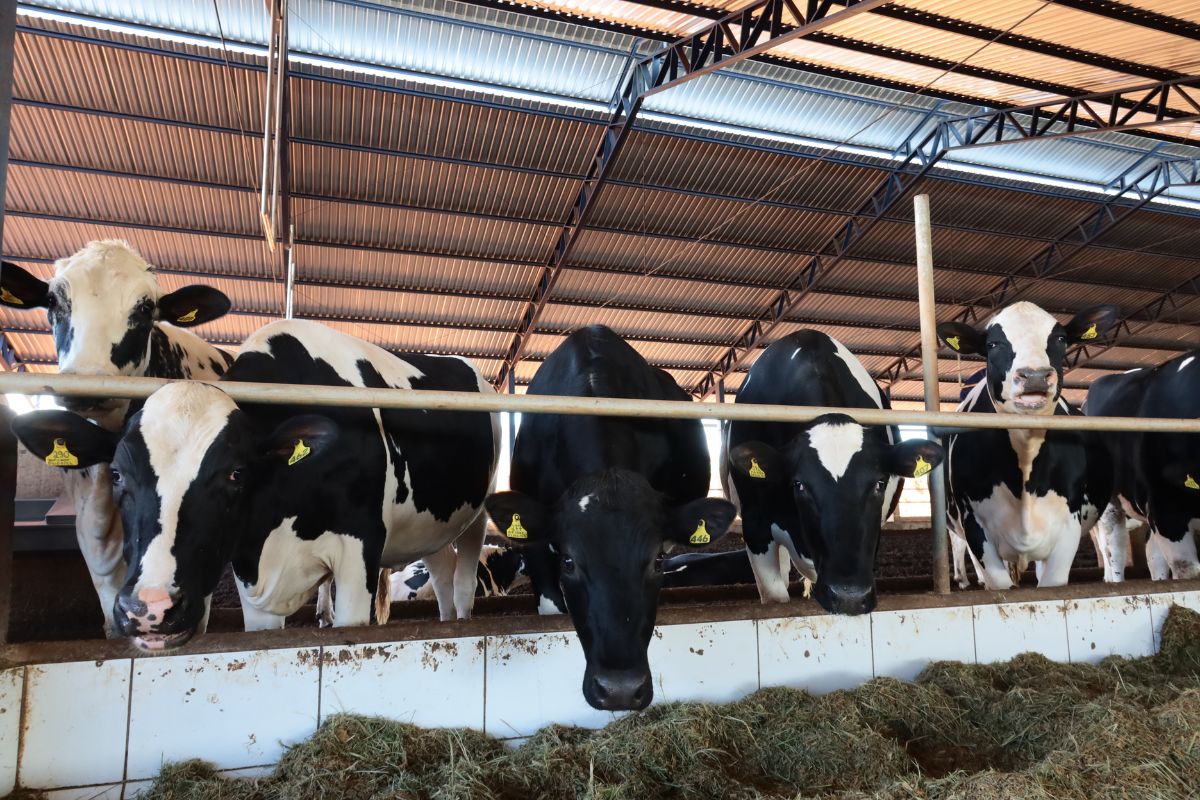 Foto: Nestlé/Divulgação