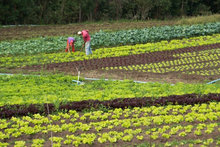 Proagro: CNA tenta convencer governo a reverter medidas