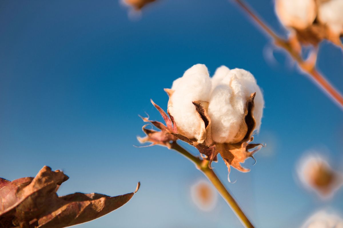 Foto: Adobe Stock