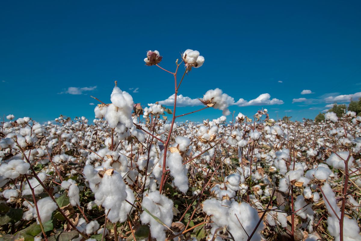 Foto: Adobe Stock