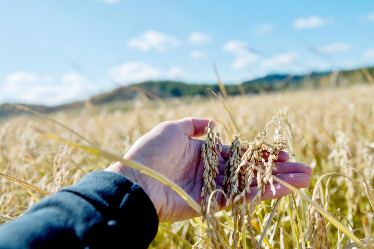 Foto: Adobe Stock