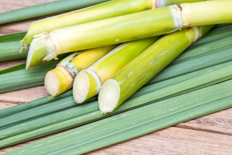 Com produção menor de cana, Brasil ainda deve bater recorde na produção de açúcar 