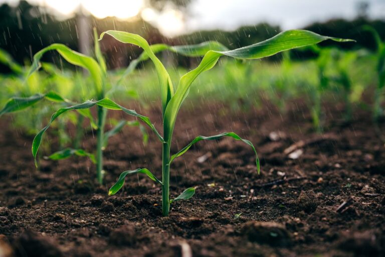 Matopiba e Centro-Oeste devem continuar com chuvas; clima beneficia milho segunda safra