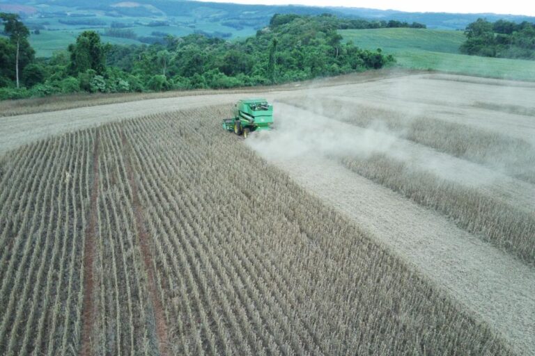 Soja: RS avança na colheita com produtividade afetada pela ferrugem asiática