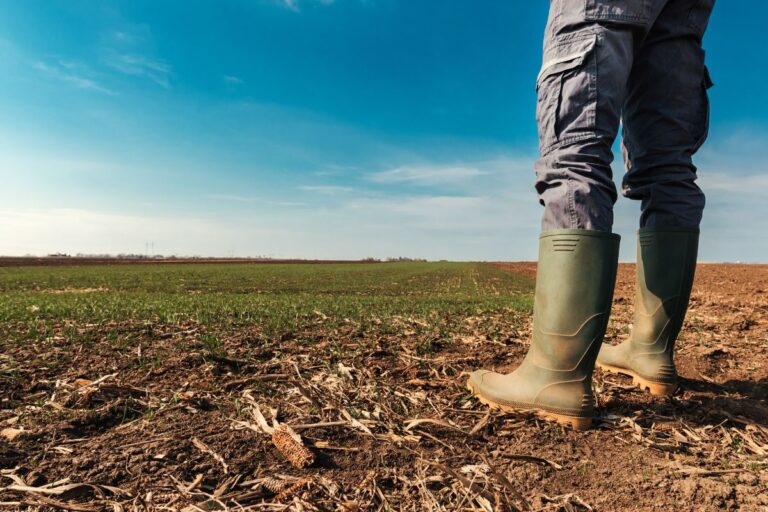 Crédito rural: desembolso no Plano Safra 2023/24 até março alcança R$ 319,2 bi