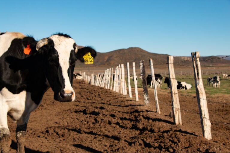 EUA confirmam gripe aviária em rebanhos leiteiros de Idaho e novo México
