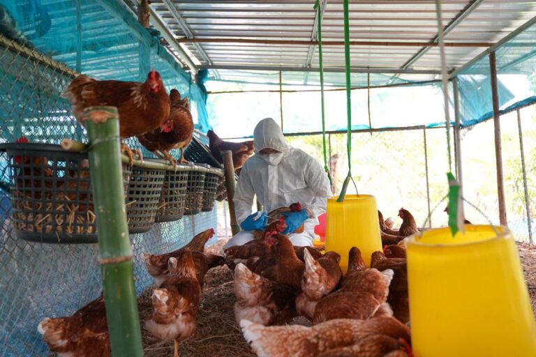 Gripe aviária: Câmara Árabe reforça diálogo com embaixadas e vê impacto limitado