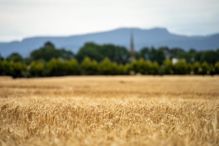 USDA: 56% da safra de trigo de inverno dos EUA tem condição boa ou excelente
