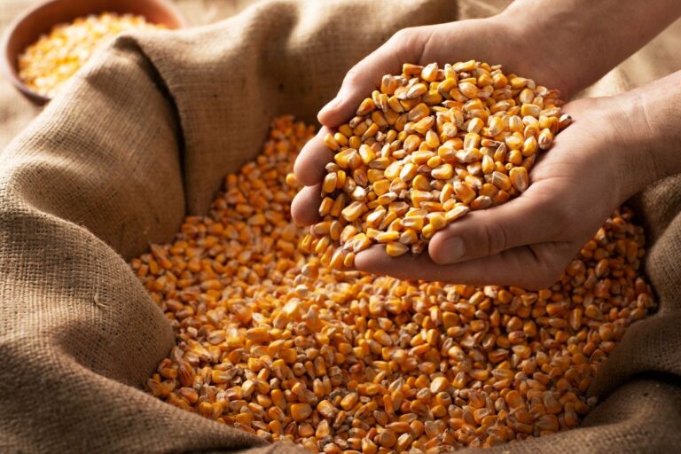 USDA reduz estoques globais de milho e aumenta oferta de soja