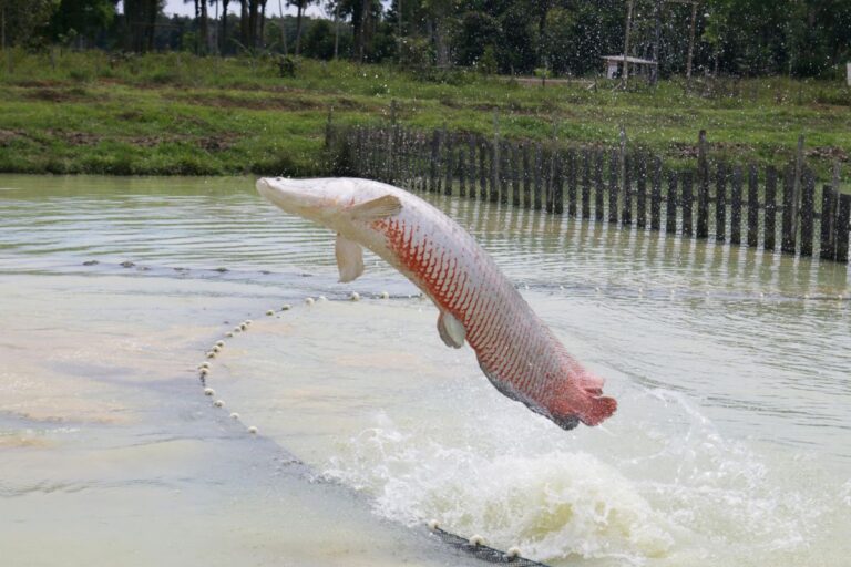 Embrapa lança ferramenta para auxiliar na produção de peixe pirarucu