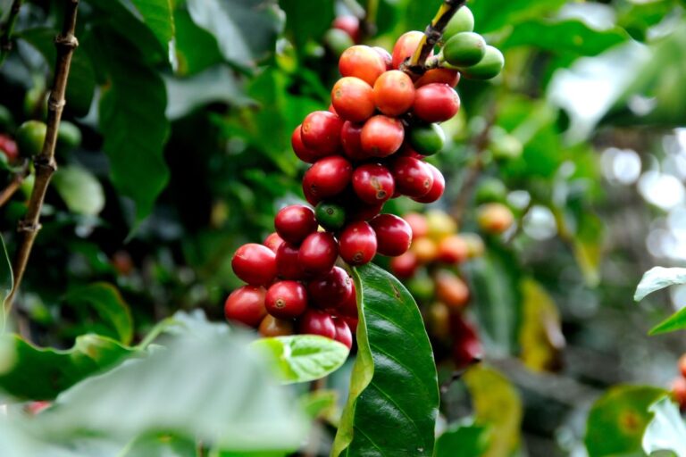 Conab estabelece novos preços mínimos para café e laranja da safra 2024/25
