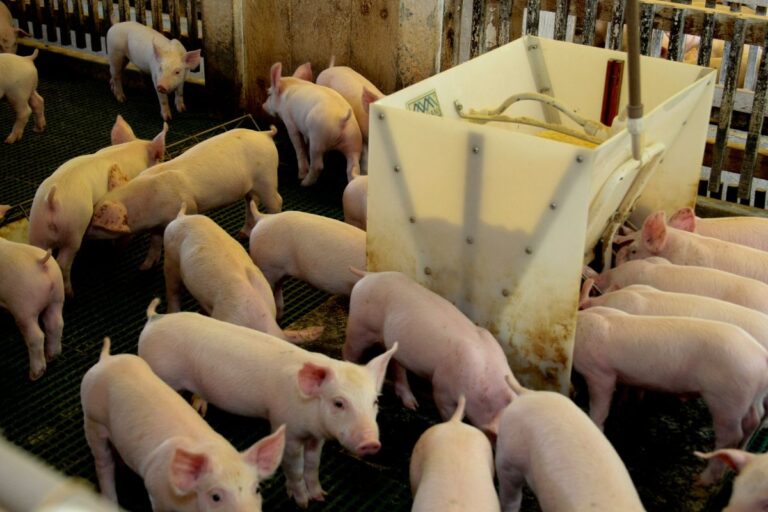 Produção de ração em 2023 cresce 1%, para 82,9 milhões de t, aponta Sindirações