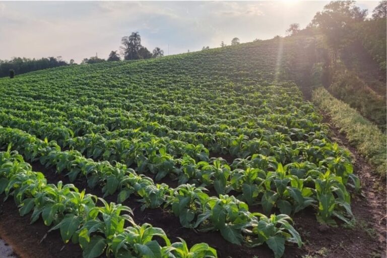Tabaco: alta rentabilidade mantém agricultores familiares na cultura
