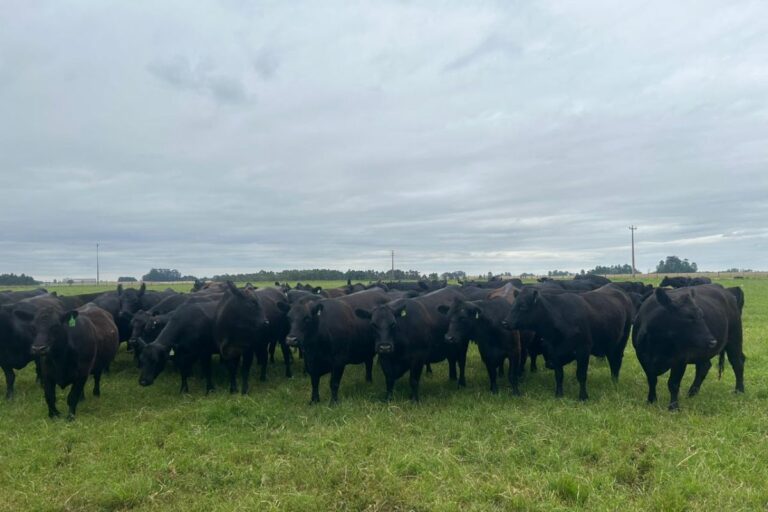 Angus: pecuaristas investem em genética, bem-estar animal e sustentabilidade 