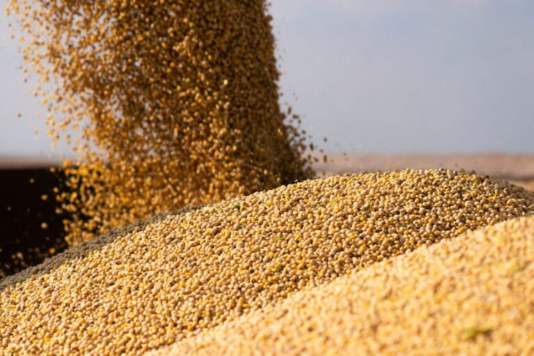 Produção de soja em 2024/25 é mantida em 171,7 milhões de toneladas, diz Abiove