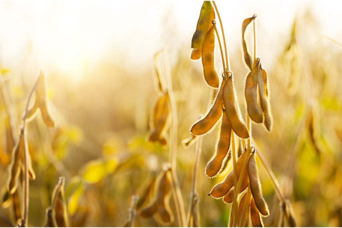 Foto: Adobe Stock