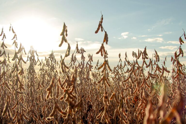 Safra de soja reduz para 147,5 milhões de toneladas em estimativa da DATAGRO