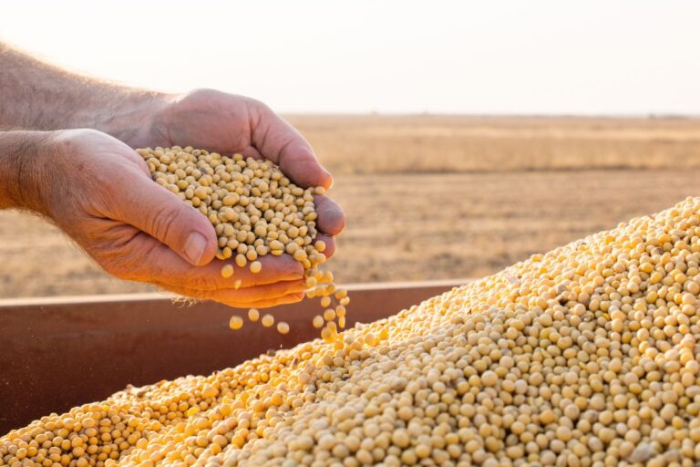 Receita líquida do produtor de soja pode cair 130% nesta safra, diz pesquisa